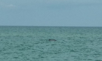 Чудо: на запорожском курорте стая дельфинов вплотную подплыла к берегу (ВИДЕО)