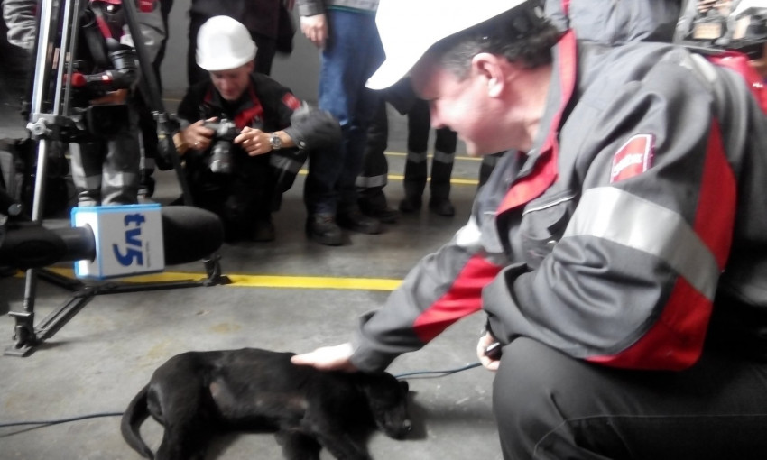 Министра экологии встретил черный щенок