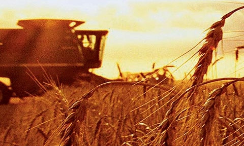 Запорожские аграрии собрали рекордный за годы независимости Украины урожай зерновых