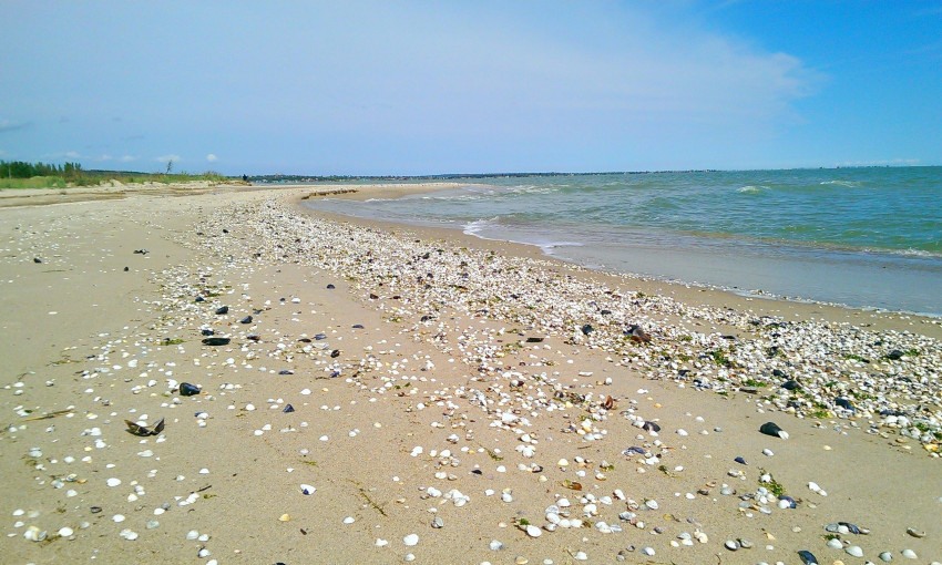 На побережье Азовского моря выбросило большое количество рапанов (ФОТО)