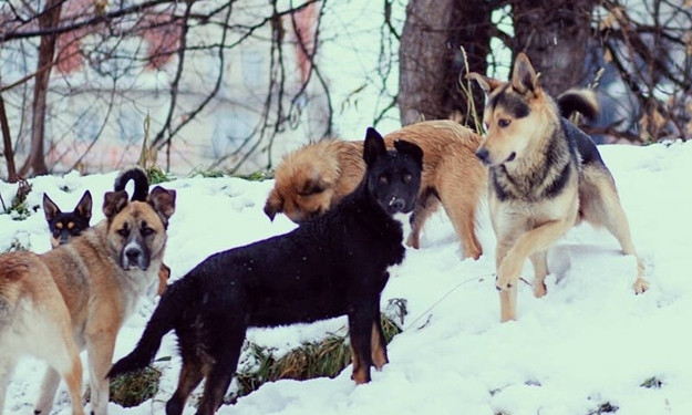 В Хортицком районе бродячие псы нападают на людей. ФОТО