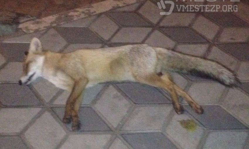 В Запорожской области посреди города лежала мертвая лиса