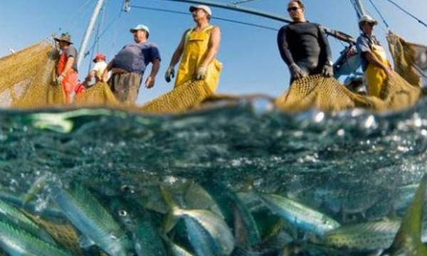 В Азовском море незаконно выловили 3,5 тонны рыбы (ВИДЕО)