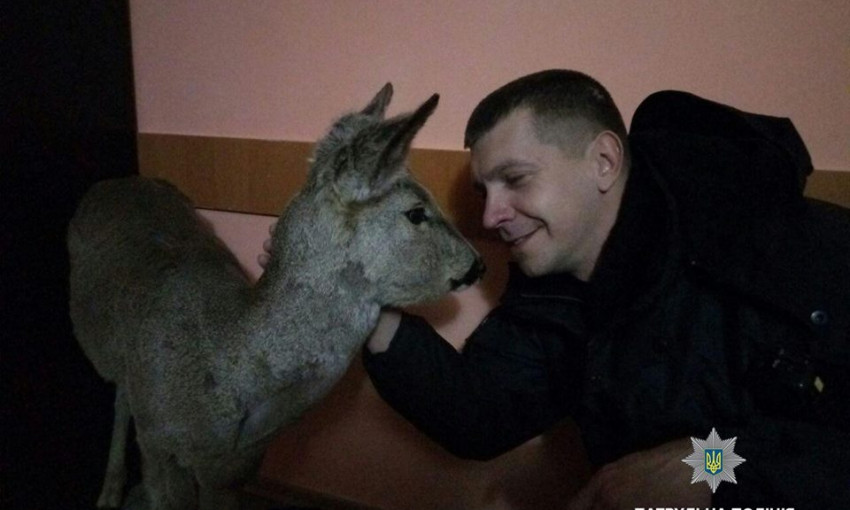 Фотофакт: Запорожские полицейские спасали косулю