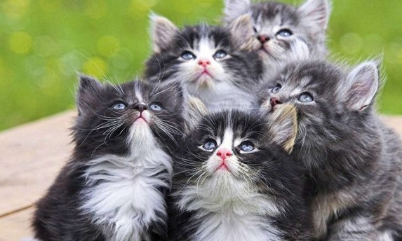 В Запорожье просят помочь котятам, которых запрещают подкармливать (ФОТО)