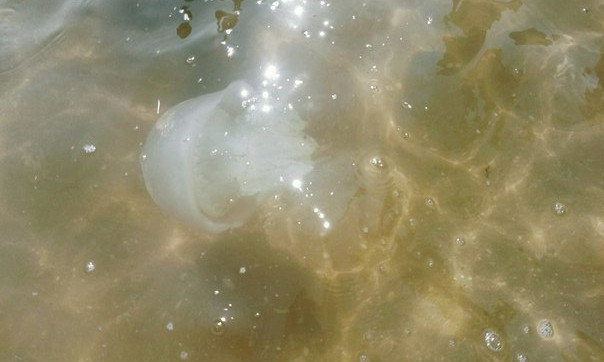  Море под Бердянском переживает нашествие медуз