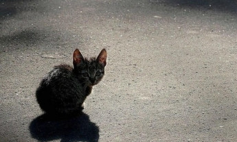 В сети обсуждают жестокость горожанина, который при детях убил кота (ВИДЕО)