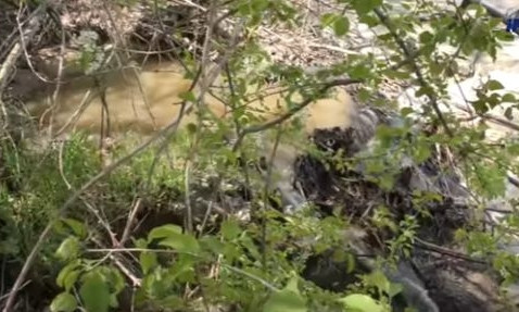 Видео: в Каховское водохранилище стекают фекалии