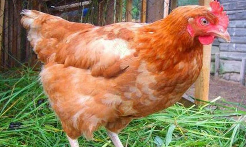 Курьезы: В Запорожской области курица несет гигантские яйца (ФОТО)
