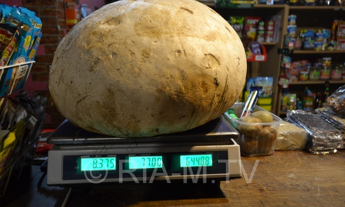 В Запорожской области нашли гигантский гриб