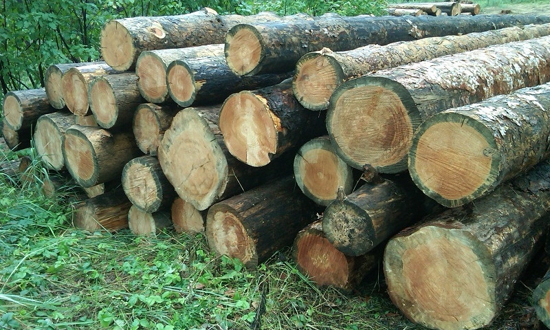В Запорожье вырубят сотню деревьев