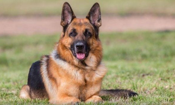 В Запорожье просят спасти пса, которого собираются убить (ФОТО)