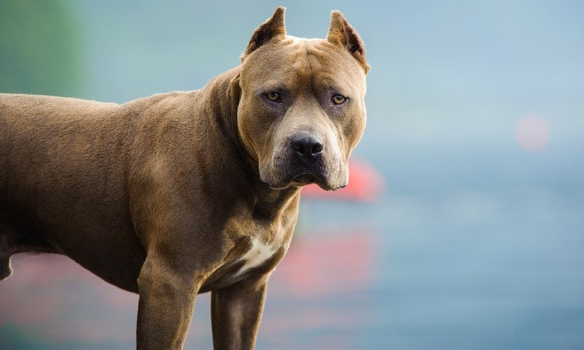 В Запорожье просят отозваться хозяев потерявшейся собаки (ФОТО)