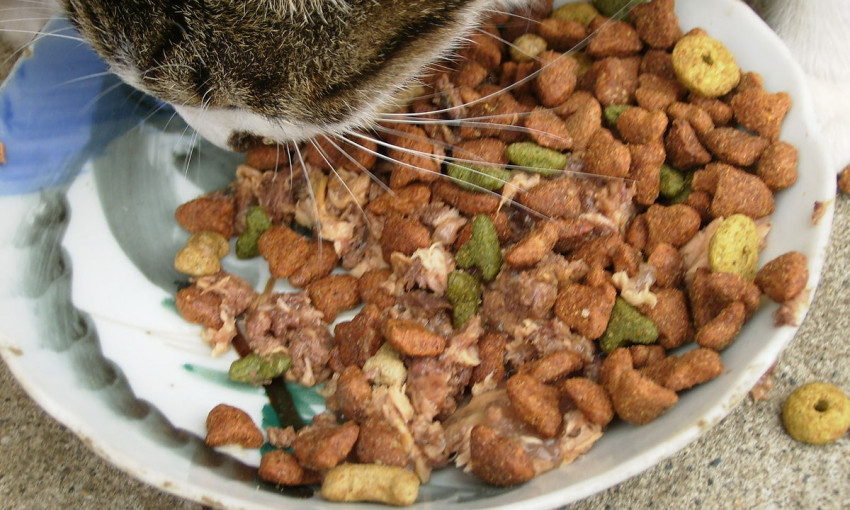 В Запорожье вор-неудачник украл кошачью еду (ФОТО)