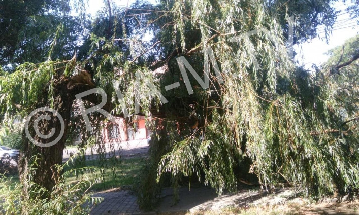 Ветхое дерево упало на горожанку, едва не задев детей (ФОТО)
