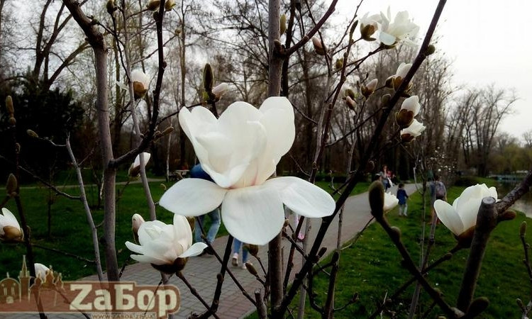 В Дубовке зацвели прекрасные цветы (ФОТО)