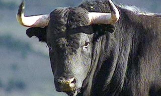 В Запорожской области бык убил хозяина