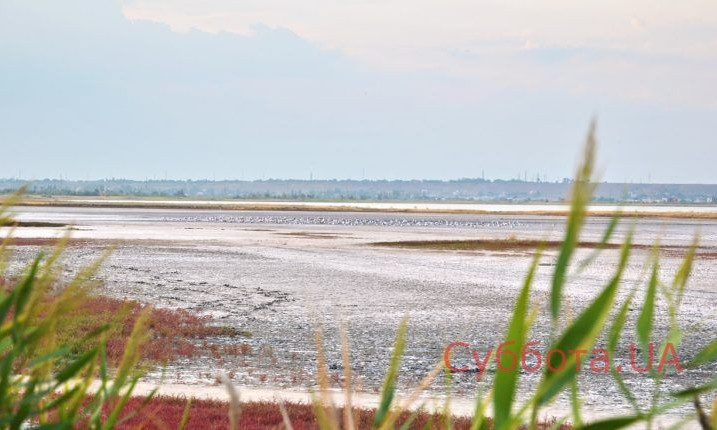 На берегу озера в Запорожской области обнаружили жуткую находку (ФОТО)