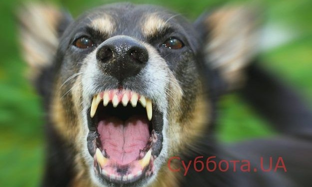 В Запорожье пес напала на ребенка. Отец пострадавшего грозит застрелить собаку (ФОТО)
