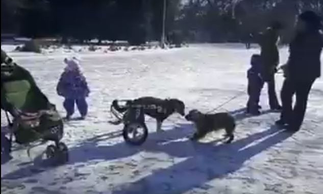 Спасенная собака гуляет в парке