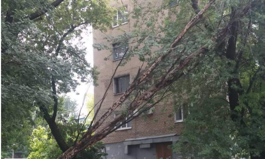 Фотофакт: В Запорожье огромное дерево упало на дом