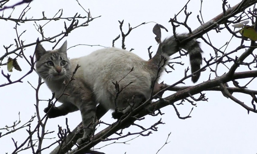 В Запорожской области пытаются спасти истощенное животное, которое сидит в ловушке (ФОТО)