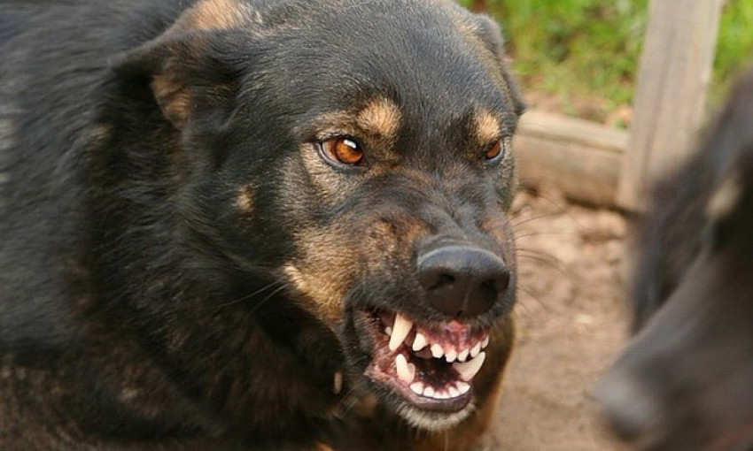 В Запорожье стаи собак терроризируют жителей района