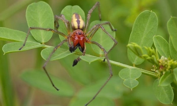 На заметку: В Запорожской области появился новый опасный паук (ФОТО)