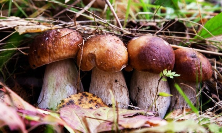Под Запорожьем семья отравилась грибами