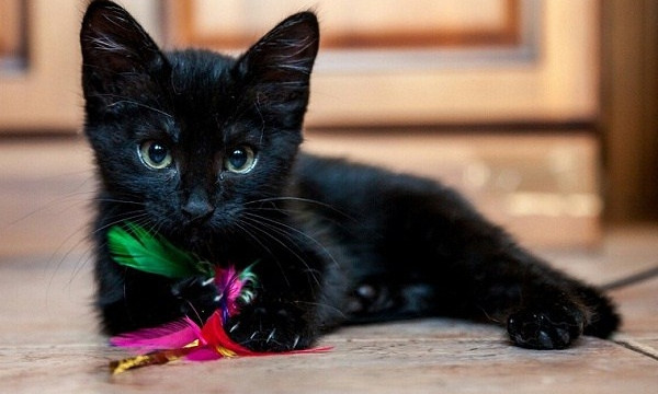 Запорожская зоозащитница просит прекратить пристраивать черных котят и щенков, чтобы избежать жертвоприношений (ФОТО)