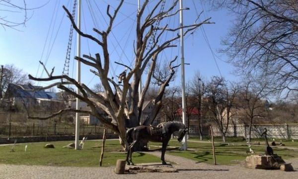 В сети появилось фото запорожского дуба десятки лет назад