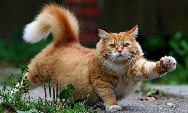 В Запорожье подали сразу две петиции о защите котов