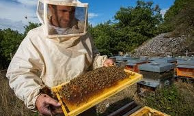 В Запорожье проходит фестиваль пчеловодов