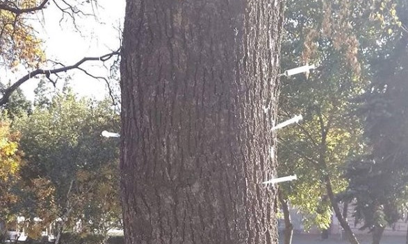 Фотофакт: Дети наткнулись на страшное дерево