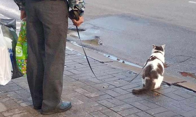 Курьезы: В Запорожье по улицам ходит мужчина с дрессированным котом (ФОТО) 
