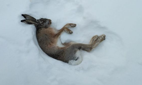 Запорожанка рассказала о страшной находке в снегу (ФОТО)