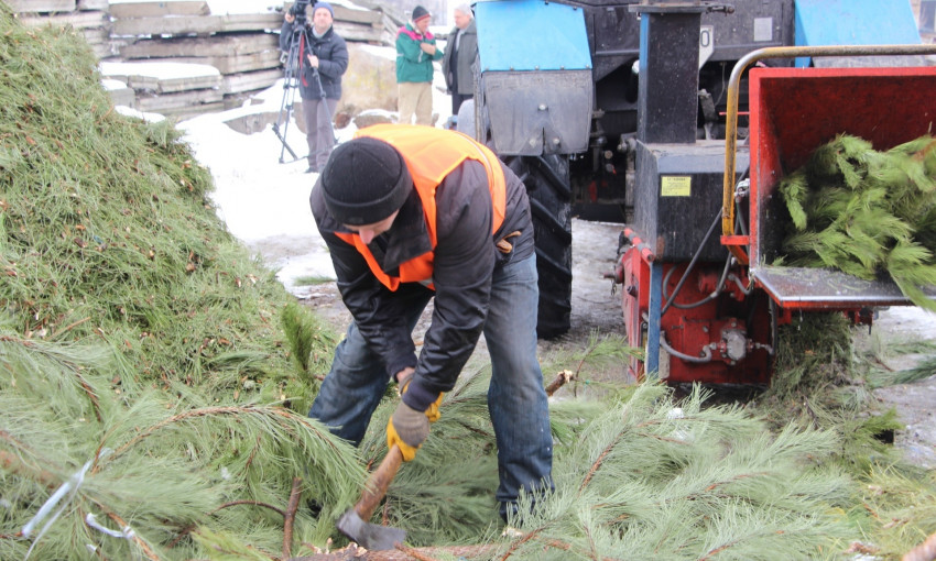 Как в Запорожье отрабатывают новогодние елки (ФОТО)