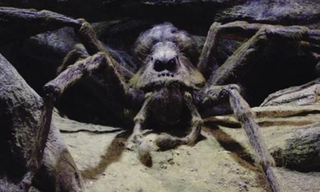 Запорожцев предупреждают о нашествии ядовитых пауков