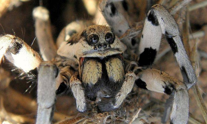 В Запорожье нашествие огромных пауков (ФОТО)