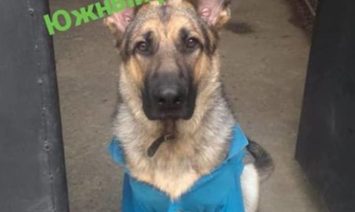 В Космическом районе Запорожья пропала породистая собака (ФОТО)