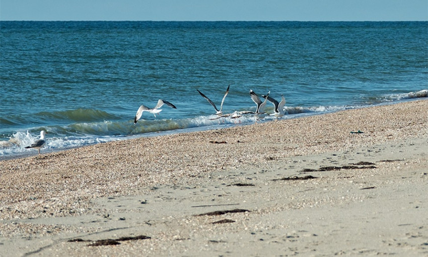 На пляже запорожского курорта горожане увидели жуткую картину (ФОТО)
