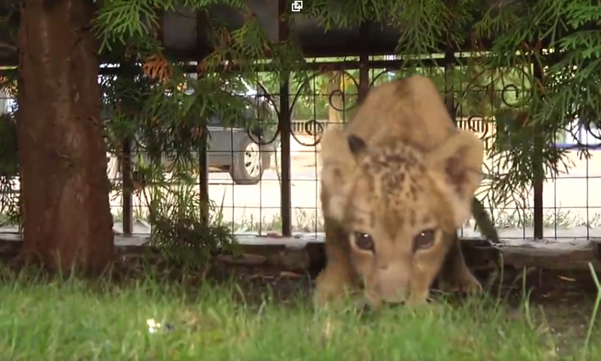 В Бердянском зоопарке маленькой львице исполнилось 2 месяца