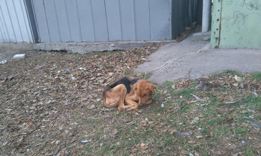 В Запорожье обнаружили щенков, умирающих от истощения (ФОТО)