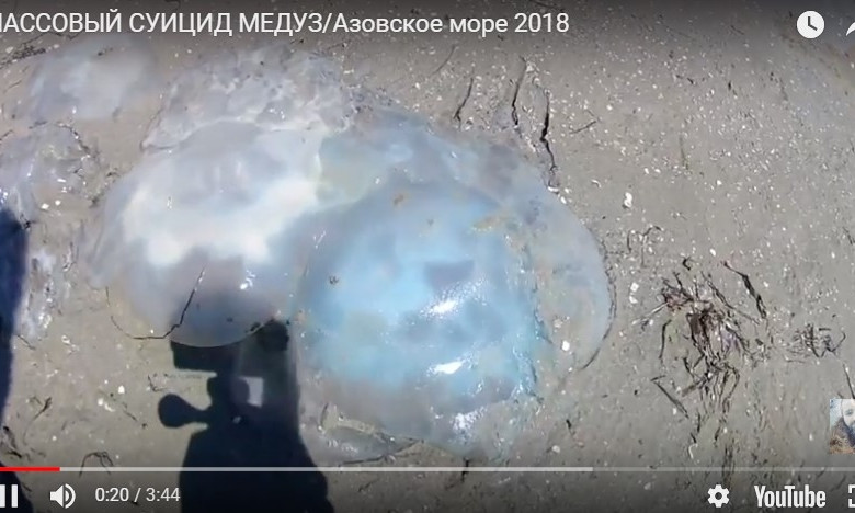 На запорожском курорте берег усыпан мертвыми медузами (ВИДЕО)