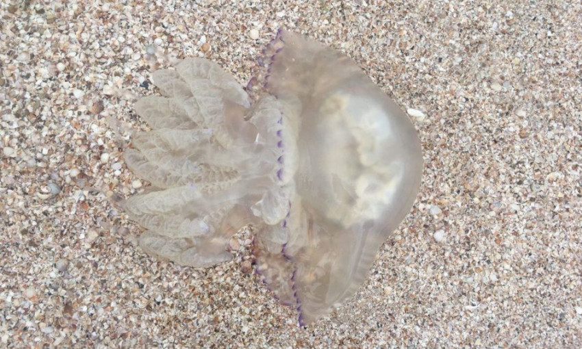 На берег запорожского курорта штормом вынесло огромных медуз (ФОТО)