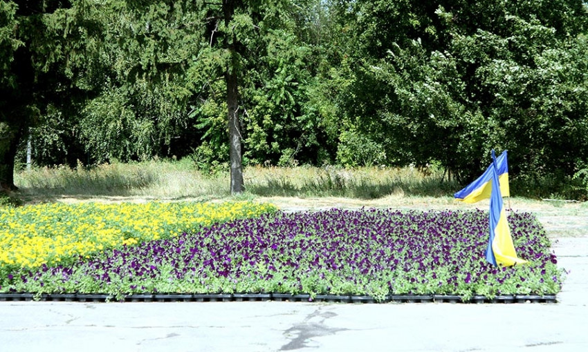 Запорожцы вырастили 20 тысяч цветов для общенационального флага