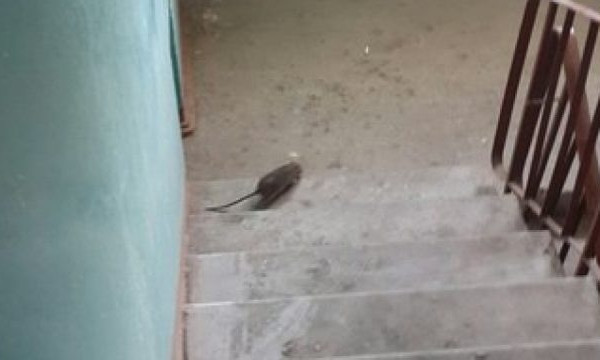 Фотофакт: В центре Запорожья хозяйничают крысы