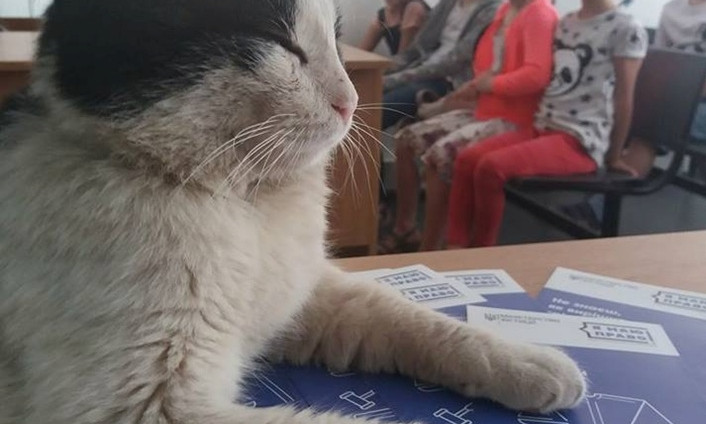Курьезы: Как в Запорожье кота Василия судили (ФОТО)