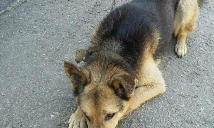 Под Запорожьем ищут дом для пса, который пострадал от хозяина-живодера (ФОТО)