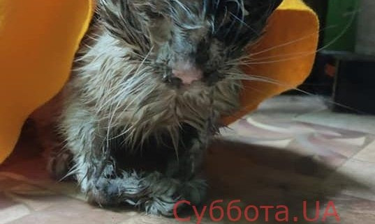 В Запорожье обнаружили животное, которое находится в ужасном состоянии (ФОТО)